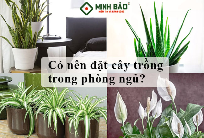 Đặt Cây Trồng Trong Phòng Ngủ Có Tốt Không? Cần Lưu Ý Những Gì?