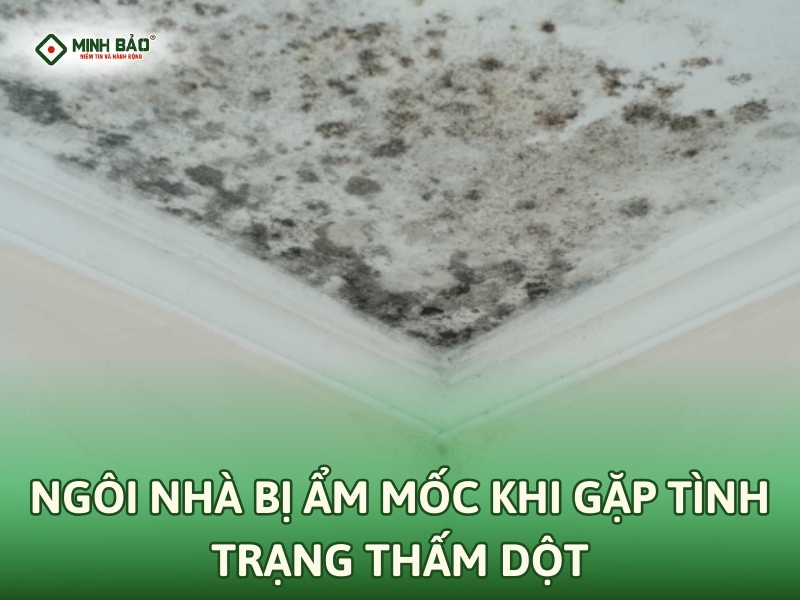 Nhà ẩm mốc khi bị thấm