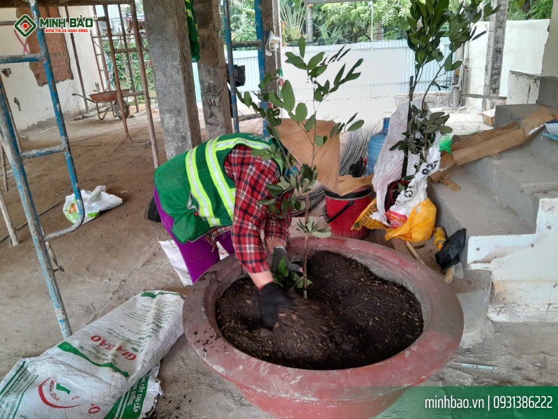 Tiến hành trồng cây